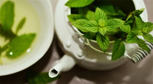 庭のクモは敵じゃない！むしろ最強の害虫対策