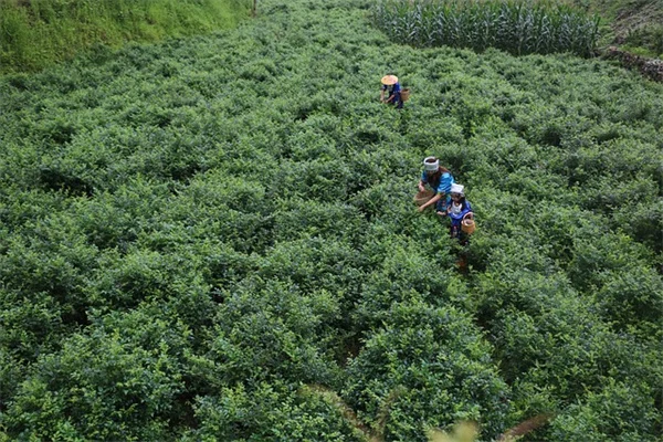 紫阳花6月养护7个作业，现在做花开到秋天