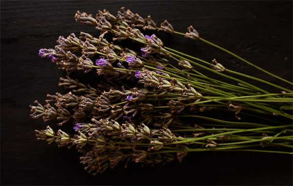 鳥の餌になる植物6選！種から育てて節約＆野鳥を呼ぶ私の方法