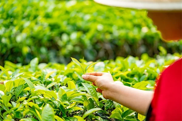 セイヨウイボタの育て方｜剪定と管理のコツを実体験から解説